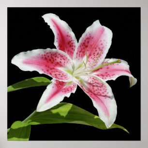 Póster Stargazer Lily