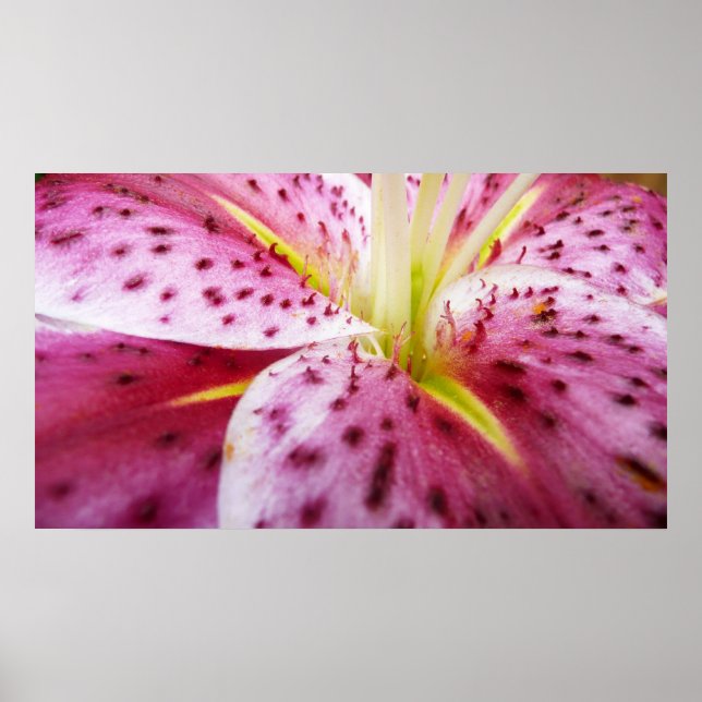 Póster Stargazer Lily Bright Magenta Floral