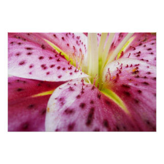 Póster Stargazer Lily Bright Magenta Floral