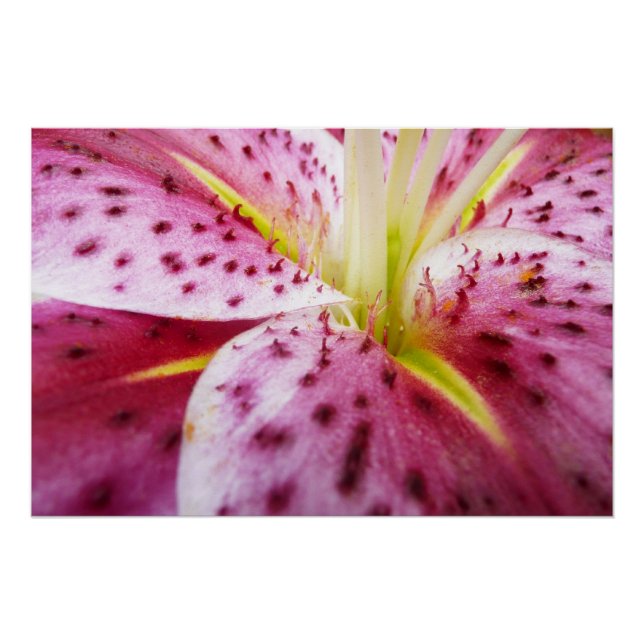 Póster Stargazer Lily Bright Magenta Floral (Anverso)
