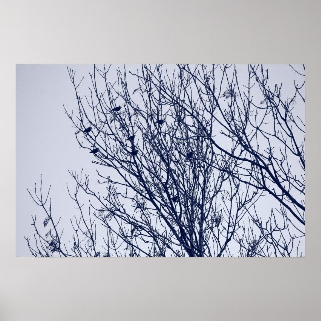 Póster Starlings in a Tree (Frente)