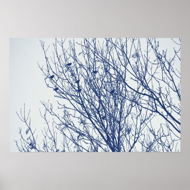 Póster Starlings in a Tree - Cyanotype Effect (Frente)