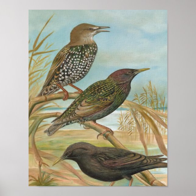 Póster Starlings Vintage Bird Ilustracion (Frente)