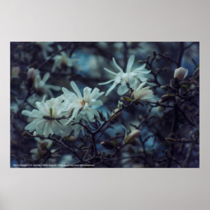 Póster Starry Magnolia 3172