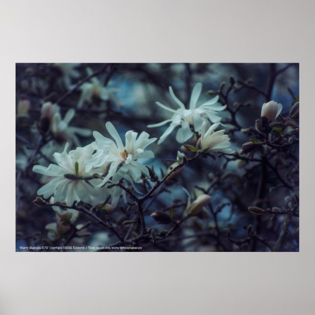 Póster Starry Magnolia 3172 (Frente)