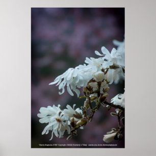 Póster Starry Magnolia 5780
