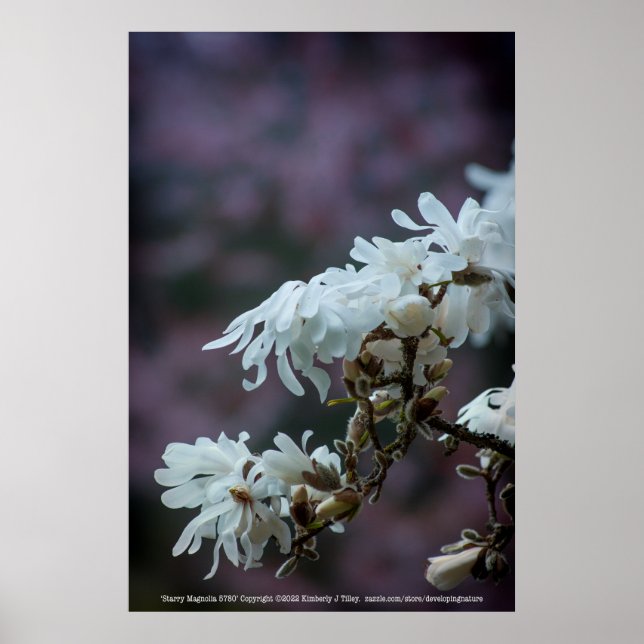 Póster Starry Magnolia 5780 (Frente)