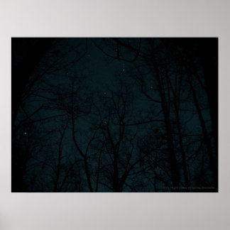 Póster Starry Night Trees poster