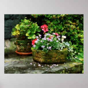 Póster STARTING UNDER $20 -Geraniums and Lavender Flowers