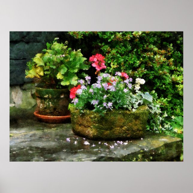 Póster STARTING UNDER $20 -Geraniums and Lavender Flowers (Frente)