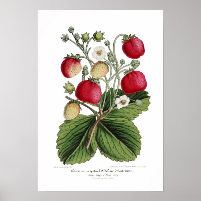 Póster Stawberry (Frente)