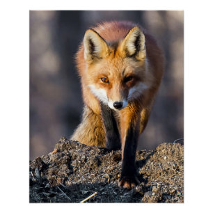 Póster Stealthy Fox