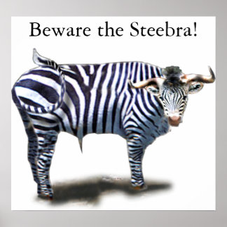 Póster Steebra