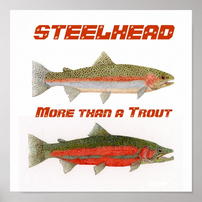 Póster Steelhead (Frente)