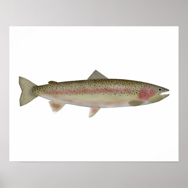 Póster Steelhead - Fase de inicio (Frente)