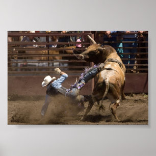 Póster Steer rider takes a fall