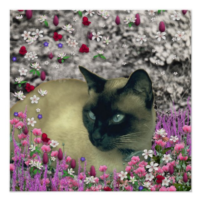 Póster Stella en flores I, chocolate y crema de gato siam (Anverso)