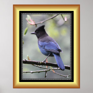 Póster “Steller’s Jay” ~ Golden Frame Series 001 ~