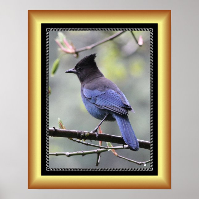 Póster “Steller’s Jay” ~ Golden Frame Series 001 ~ (Frente)