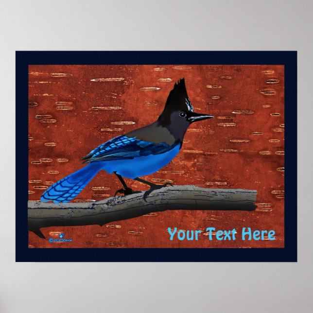 Póster Steller's Jay On Inner Birch Bark (Frente)