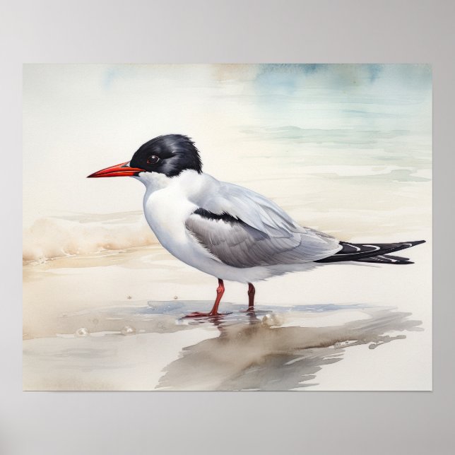 Póster Sternidae Bird Art Print Poster (Frente)