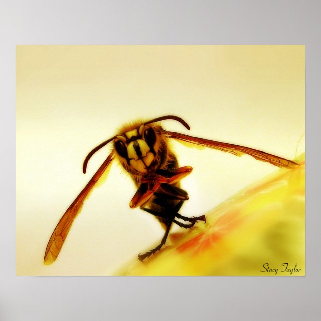 Póster Stinger 12 (Frente)