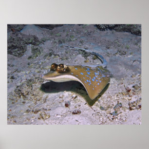 Póster Stingray