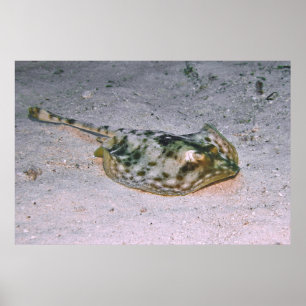 Póster Stingray amarillo en la arena