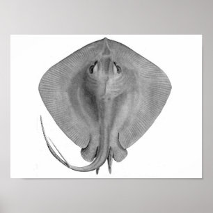 Póster Stingray de cola corta (Dasyatis brevicaudata)