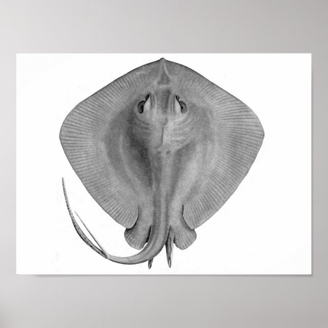 Póster Stingray de cola corta (Dasyatis brevicaudata) (Frente)
