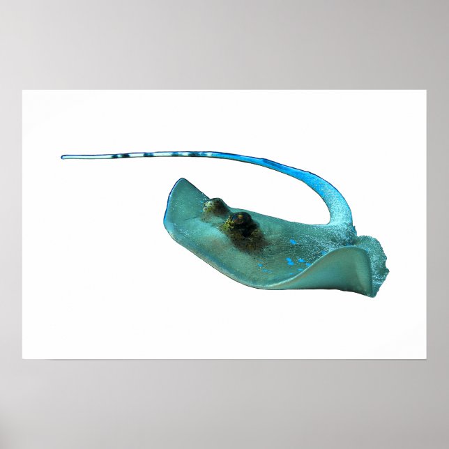 Póster Stingray - Diseño abstracto - Recortado de una fot (Frente)