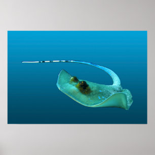Póster ¡Stingray en movimiento! Fondo azul gradiente  
