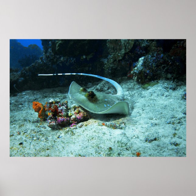 Póster Stingray en movimiento - Foto tomada en el Triángu (Frente)