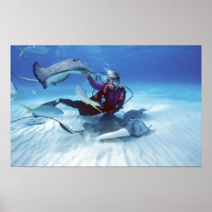 Póster Stingray, Gran Caimán, Islas Caimán,