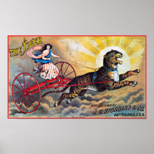 Póster Stoddard Tiger