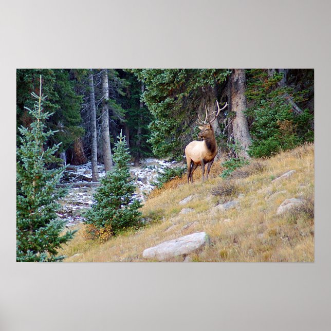 Póster Stoic Elk (Frente)