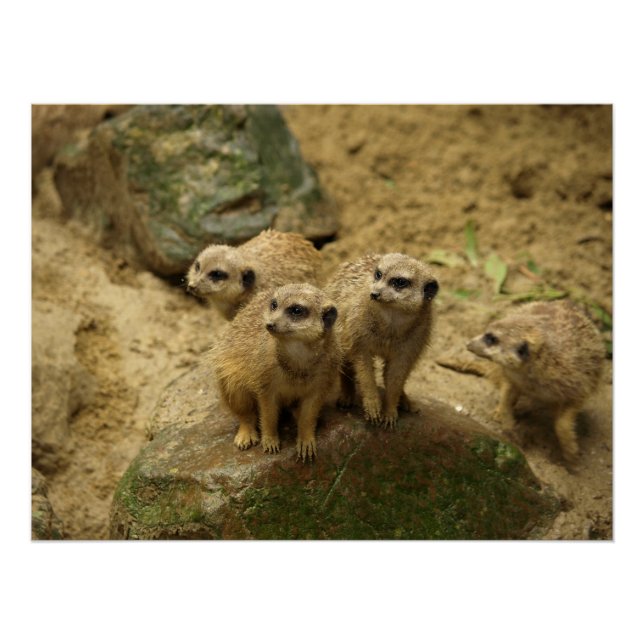 Póster Stokstaartjes, meercat  (Anverso)