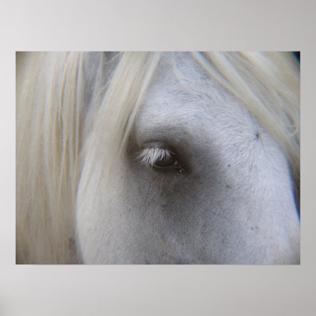 Póster Stonecreek Farm Fell Ponies - Alyssum-Eye of Horse (Frente)