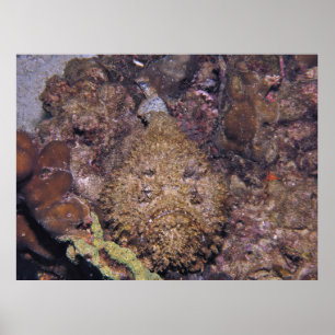 Póster Stonefish letal
