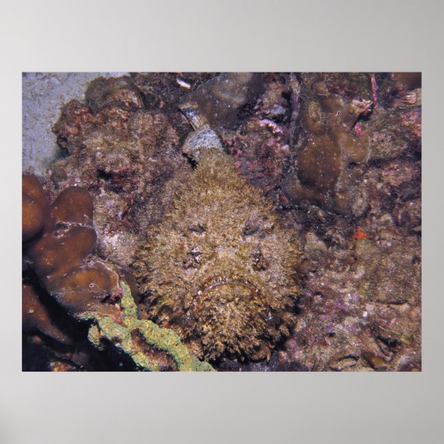 Póster Stonefish letal (Frente)
