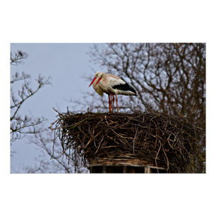 Póster Stork in Nest