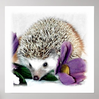 Póster Stormy the Hedgehog