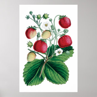 Póster STRAWBERRIES botanical print