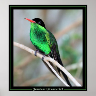 Póster Streamertail jamaiquino