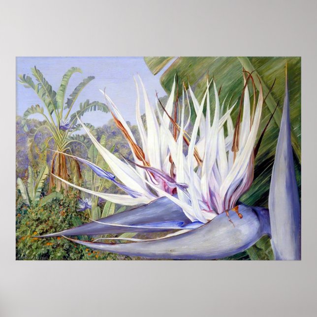 Póster Strelitzia por Marianne North - Paisaje exótico (Frente)