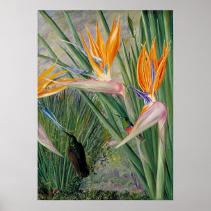 Póster Strelitzia por Marianne North - Paisaje exótico