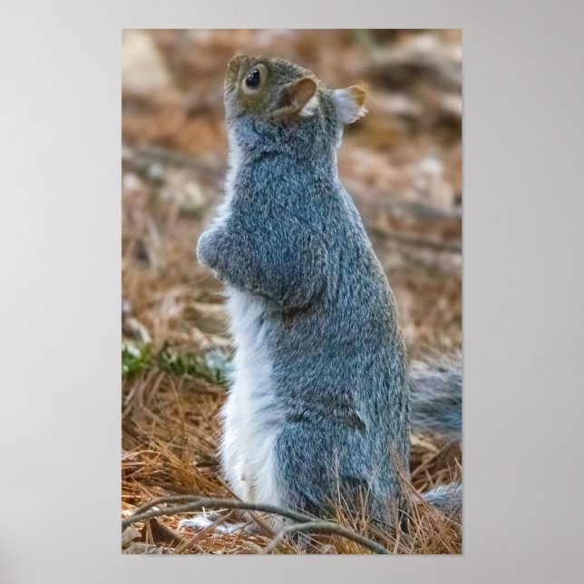 Póster Stretch  (Frente)