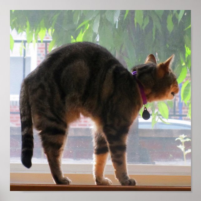 Póster Stretching Indigo (Frente)