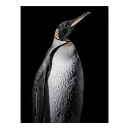 Póster  Striking High Contrast Emperor Penguin Fine Art