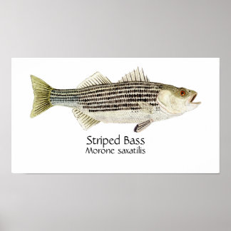 Póster Striped Bass Art